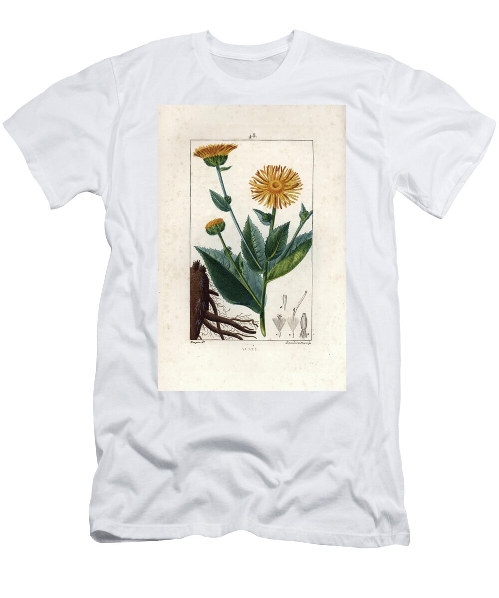 1 Elecampane or Horseheal Inula Helenium European School T-Shirt