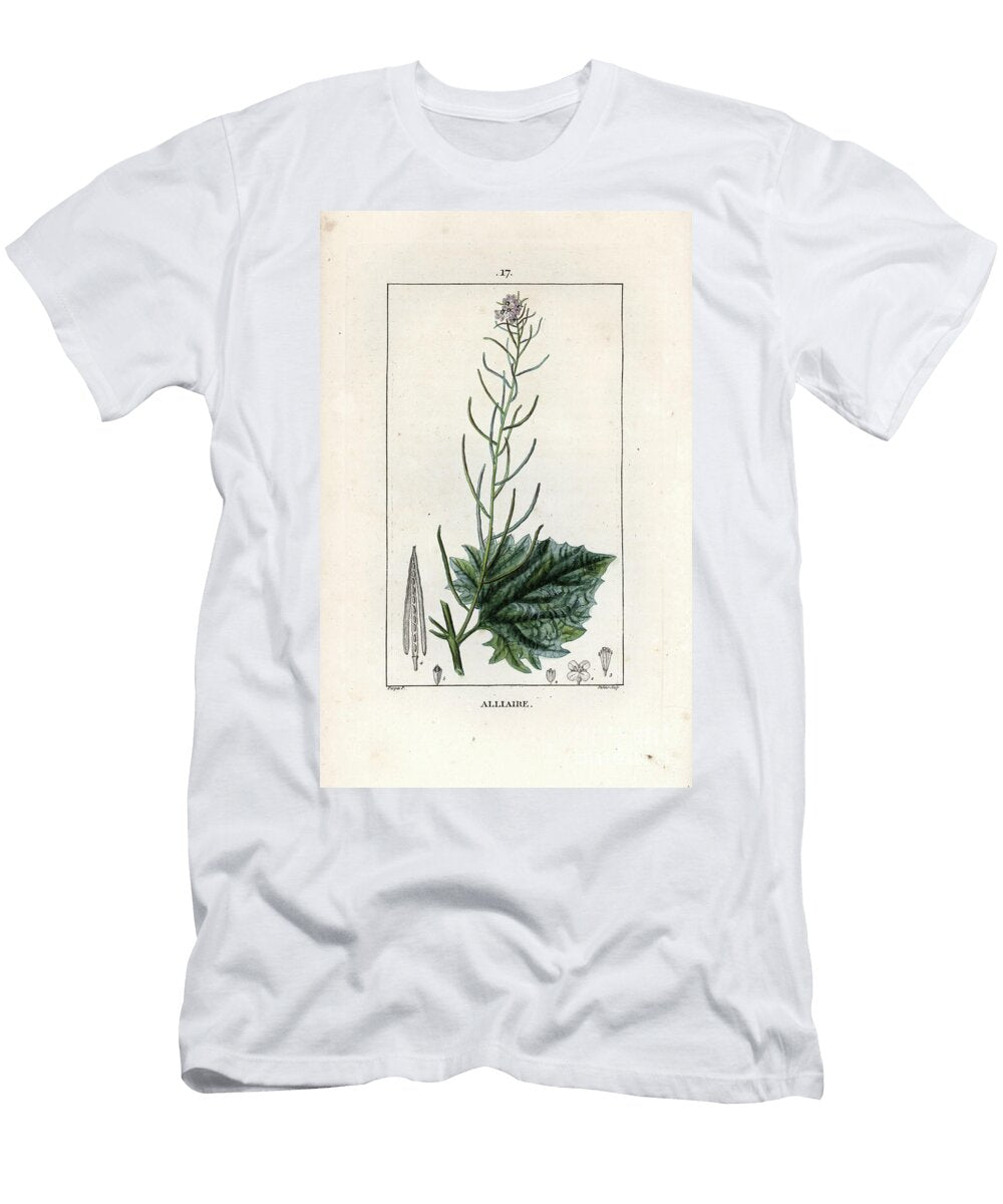 1 Garlic Mustard Alliaria Petiolata European School T-Shirt