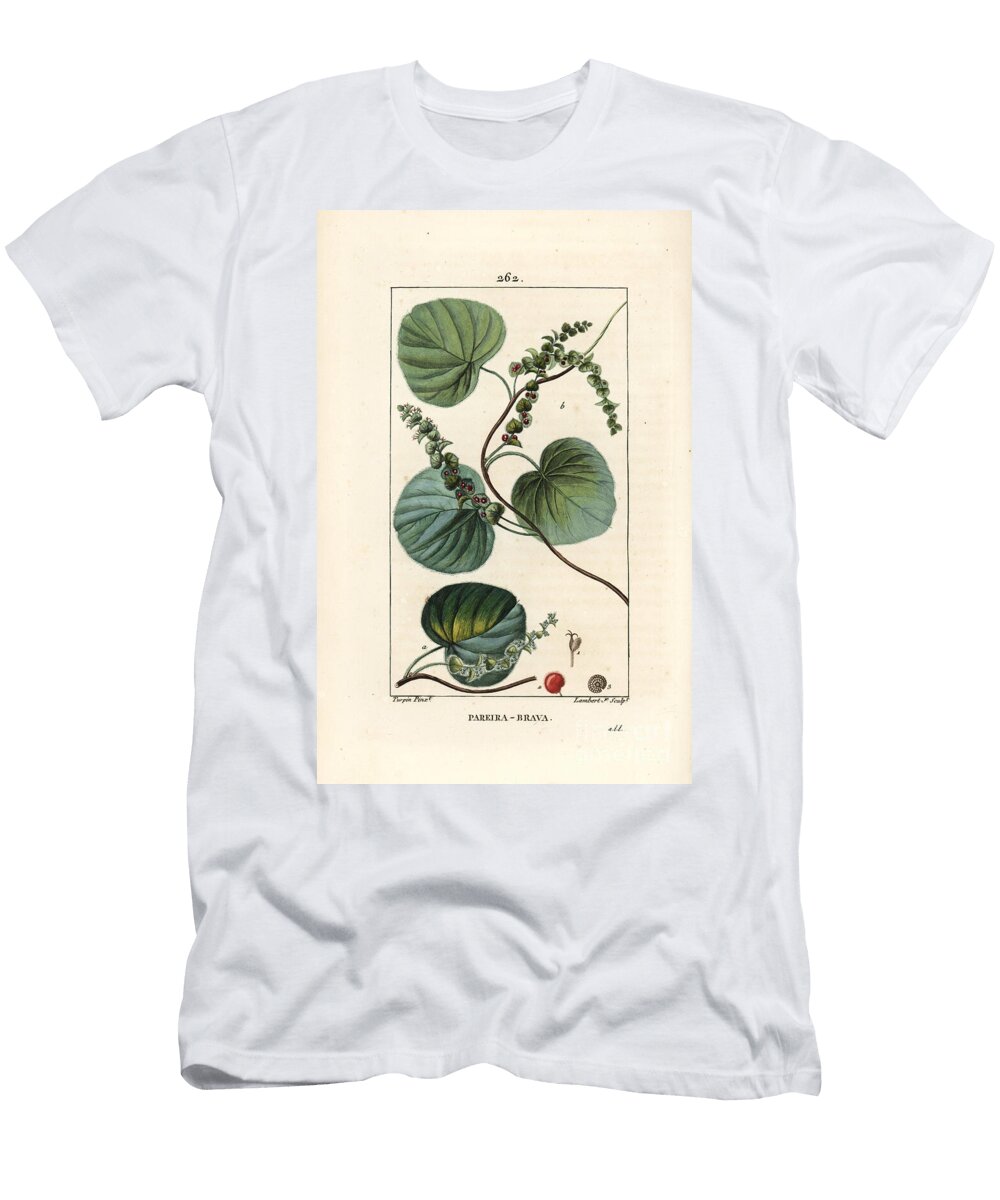 Abuta Wild Vine or Abuta Cissampelos Pareira with Flower Leaf Tendril and Fruit Pierre Jean Francois Turpin T-Shirt