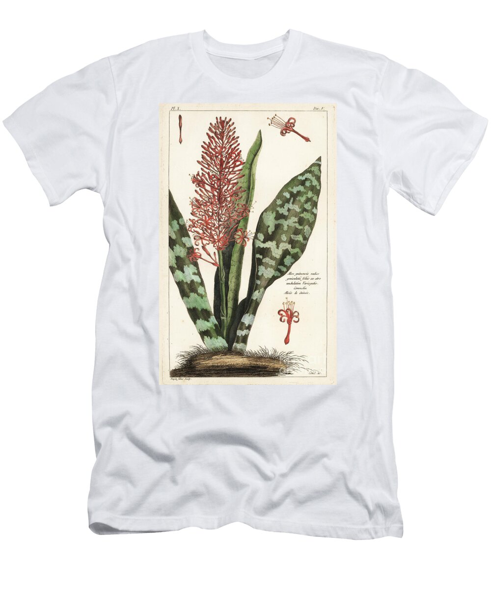 African Bowstring Hemp Sansevieria Hyacinthoides the Younger Dupin T-Shirt