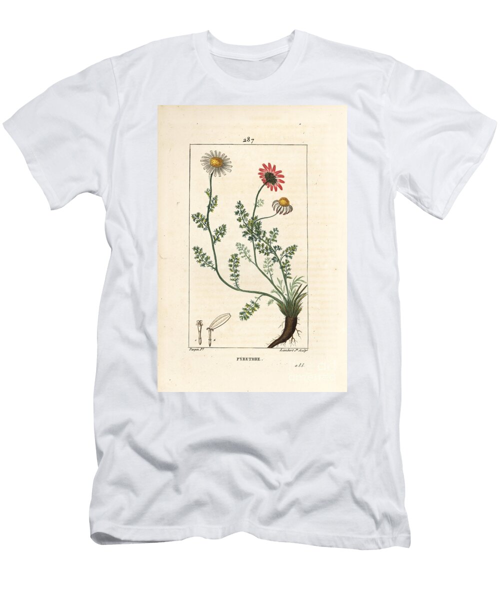 African Pyrethrum Pellitory of Spain Anthemis Pyrethrum Anacyclus Pyrethrum with Flowers Leaf Stalk and Roots Pierre Jean Francois Turpin T-Shirt