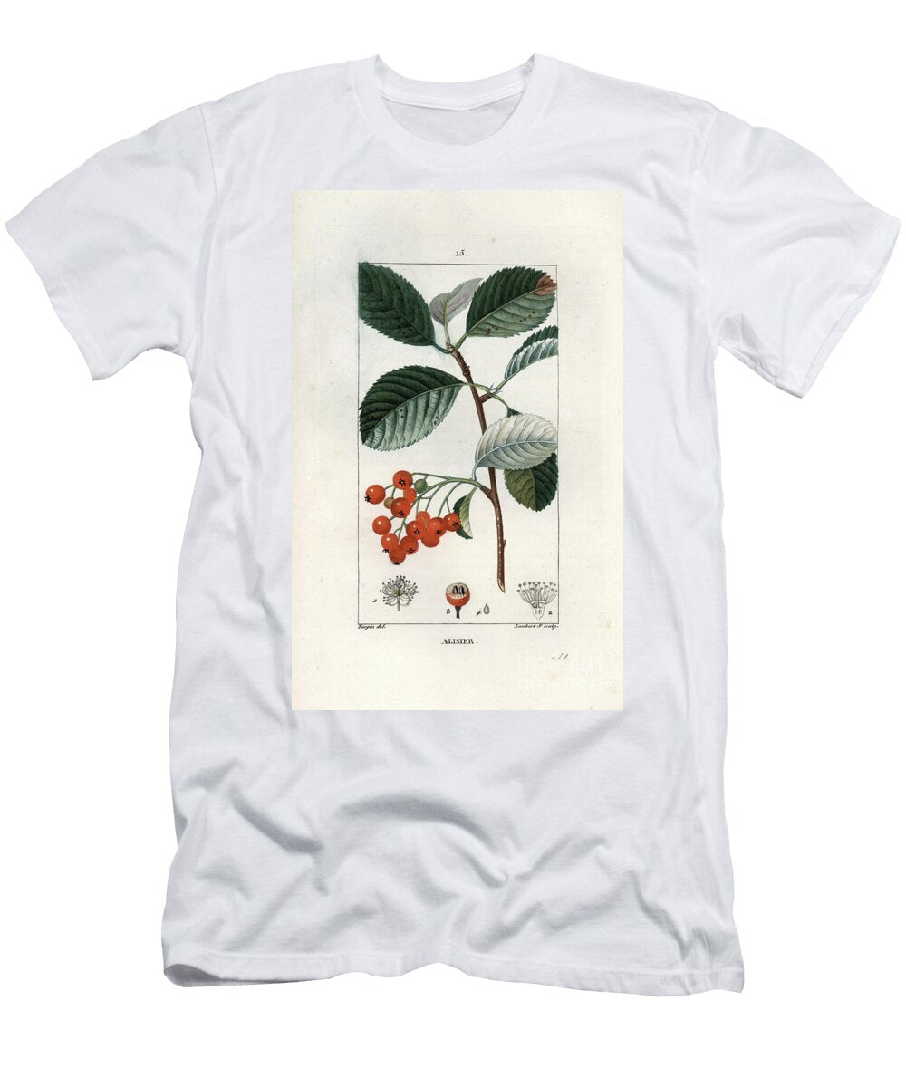 Alisier Engraving By Lambert Fils From LA Flore Medicale De Chaumeton Poiret Et Chamberet Paris 1830 Whitebeam Tree Sorbus Aria European School T-Shirt