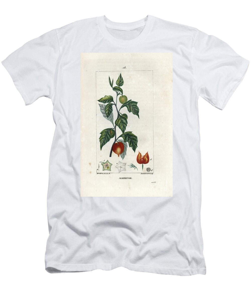 Alkekenge or Lantern or Love in Cage Chinese Lantern or Winter Cherry European School T-Shirt