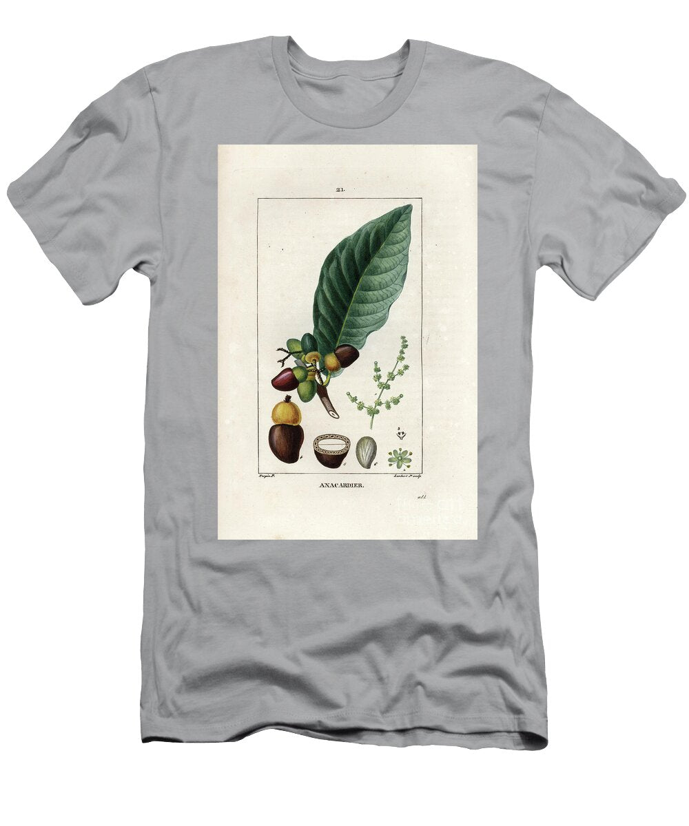 Anacardian or Apple Tree Mahogany Cashew Apple and Nut Anacardium Occidental European School T-Shirt