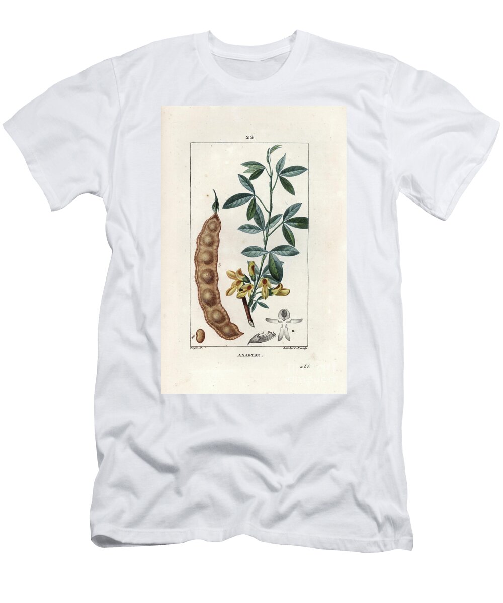 Anagyre Fetide or Smelly Wood Stinking Bean Trefoil Anagyris Foetida European School T-Shirt