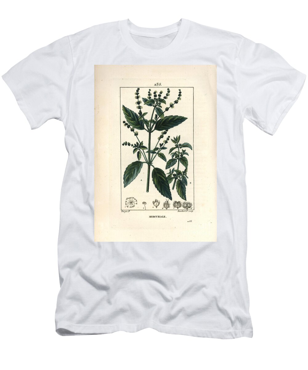 Annual Mercuriale Mercurial Mercurialis Annua Pierre Jean Francois Turpin T-Shirt