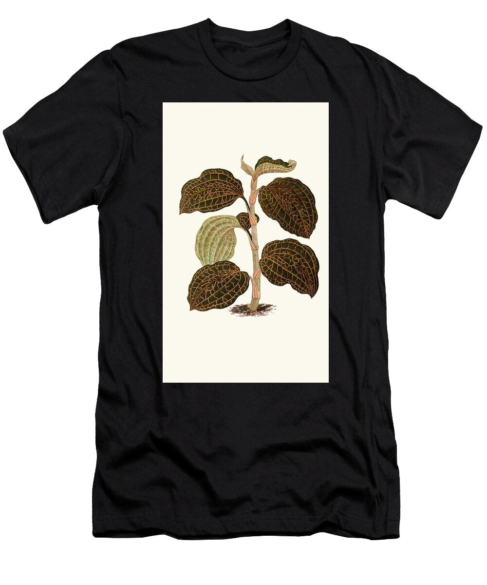 Anoectochilus Setaceus Edward Joseph Lowe English T-Shirt