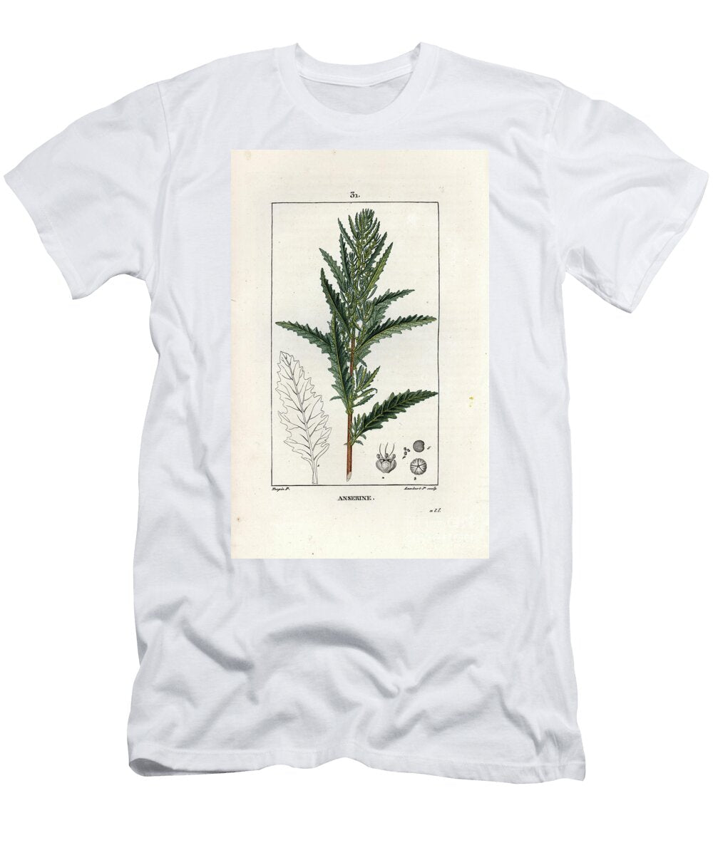 Anserine Shrubby Goosefoot or American Wormseed Dysphania Anthelmintica European School T-Shirt