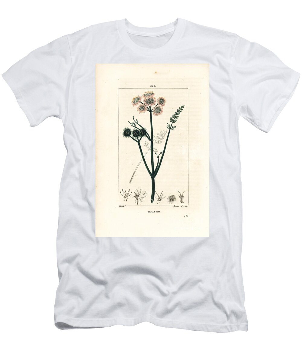 Aquatic Oenanthe or Water Fennel Fine Leaved Water Dropwort Oenanthe Aquatica Pierre Jean Francois Turpin T-Shirt