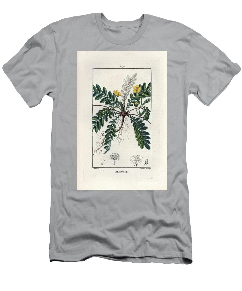 Argentine Cinquefoil Anserine Silverweed or Silver Cinquefoil Argentina Anserina European School T-Shirt