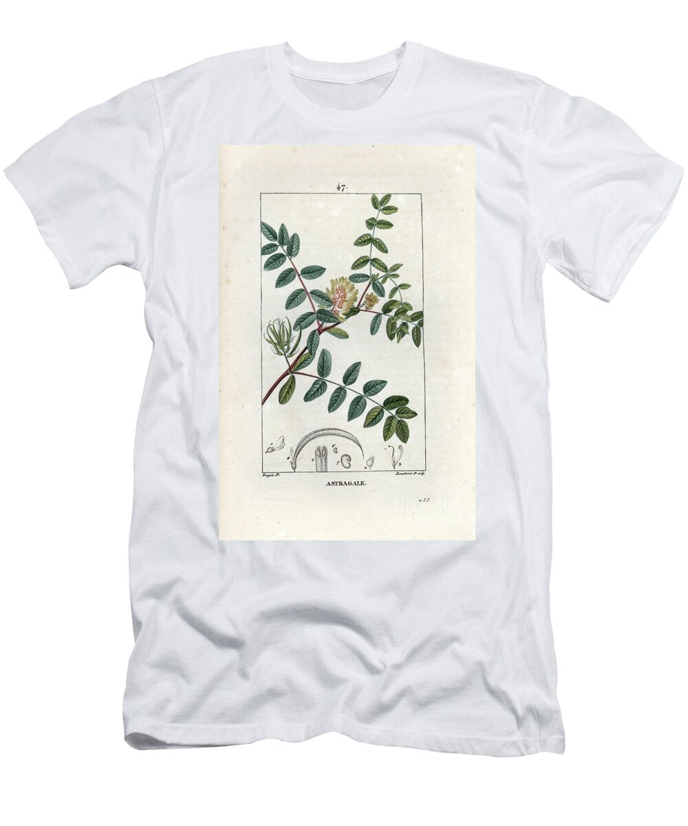 Astragalus with a Leaf of Liquorice or Wild Liquorice Wild Liquorice or Unicorice Astragalus Glycyphyllos European School T-Shirt