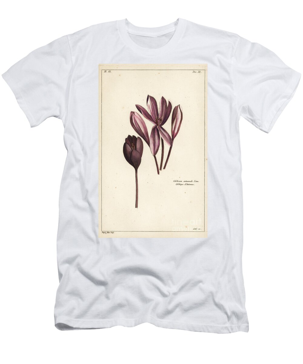 Autumn Crocus Meadow Saffron or Naked Ladies Colchicum Autumnale Linn the Younger Dupin T-Shirt