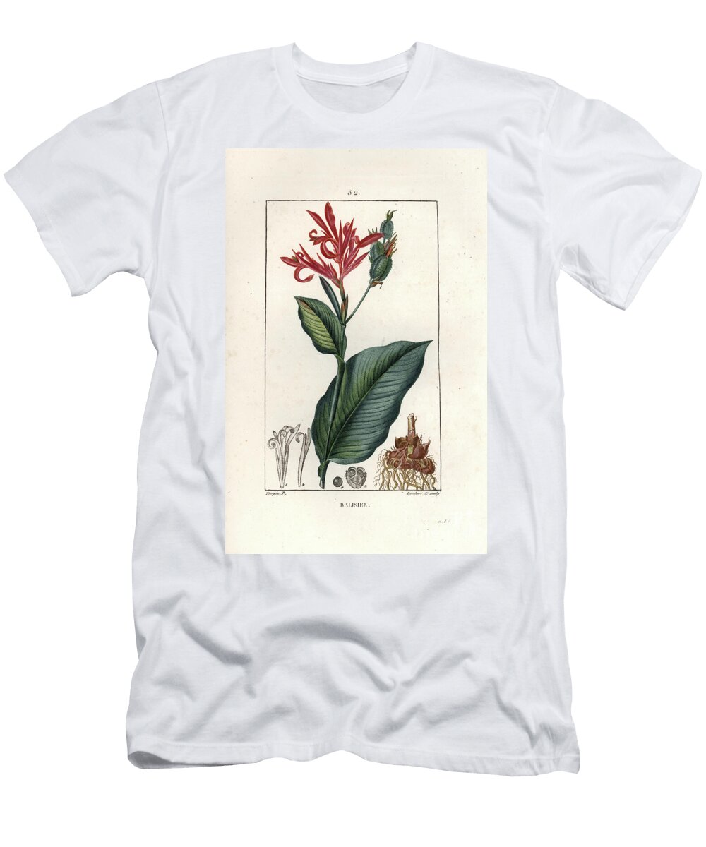 Balliier Rouge Ou Toloman Ou Encore Conflore Indian Cane Canna Indica European School T-Shirt