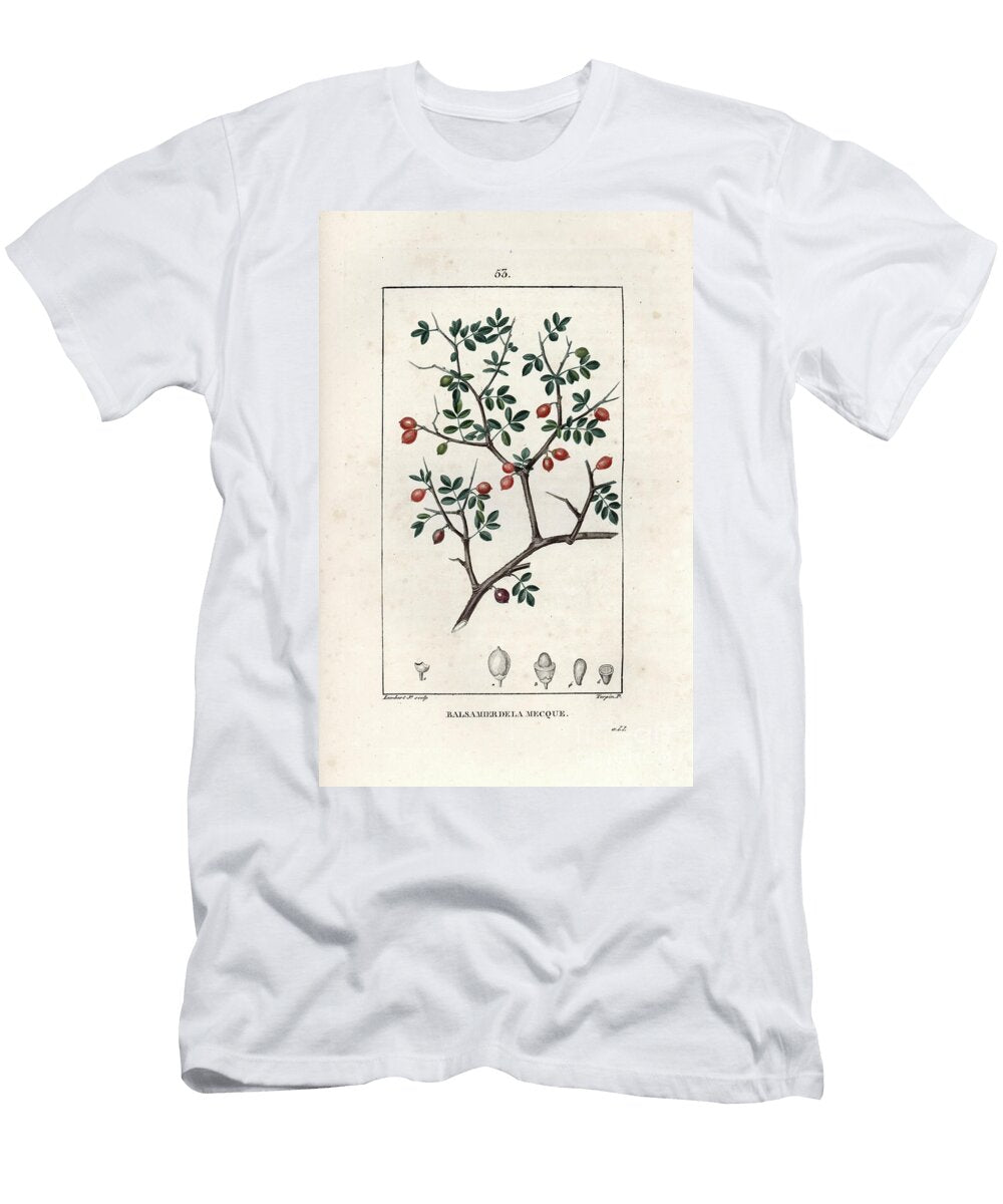 Balsamier of Mecca or Balsam of Judee or White Balsamier European School T-Shirt