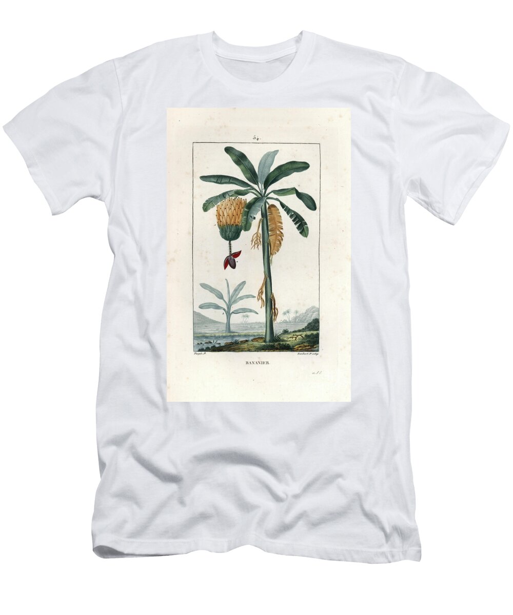 Bananier Banana Tree with Fruit Musa Paradisiaca European School T-Shirt
