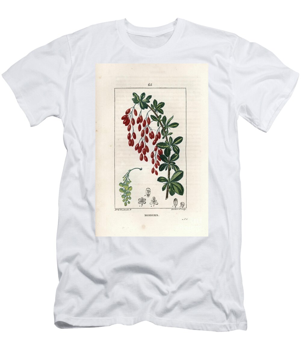 Barberry or Wine Maker Barberry Berberis Vulgaris European School T-Shirt