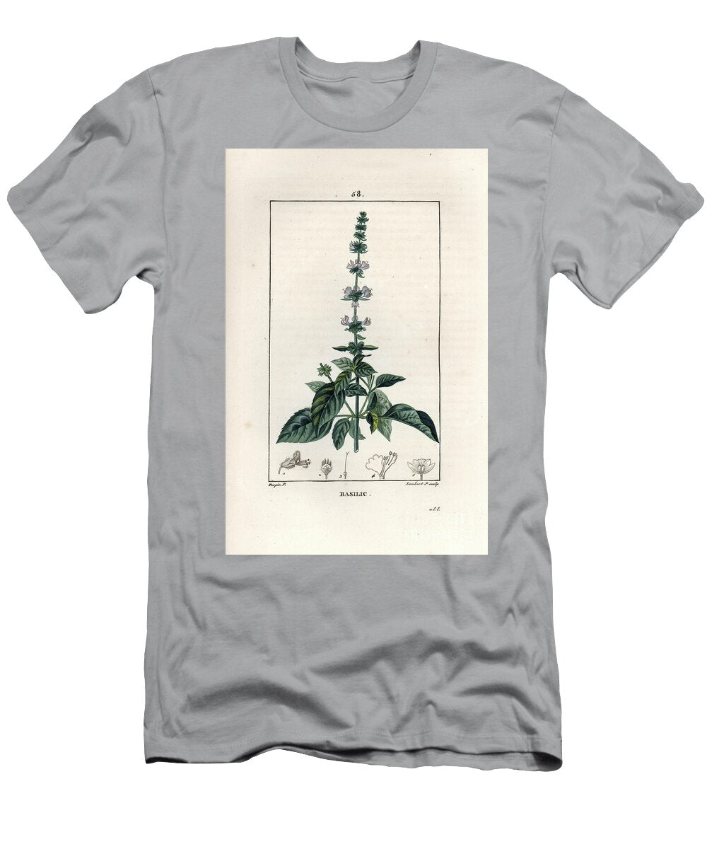 Basil Engraving By Lambert Fils Basil Ocimum Basilicum European School T-Shirt