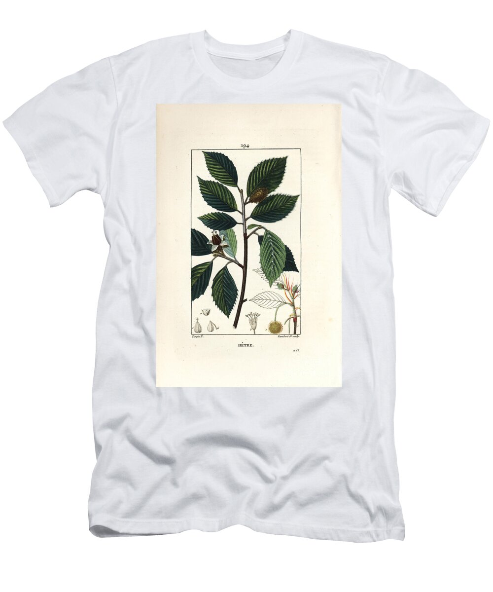 Beech Tree Fagus Sylvatica Pierre Jean Francois Turpin T-Shirt