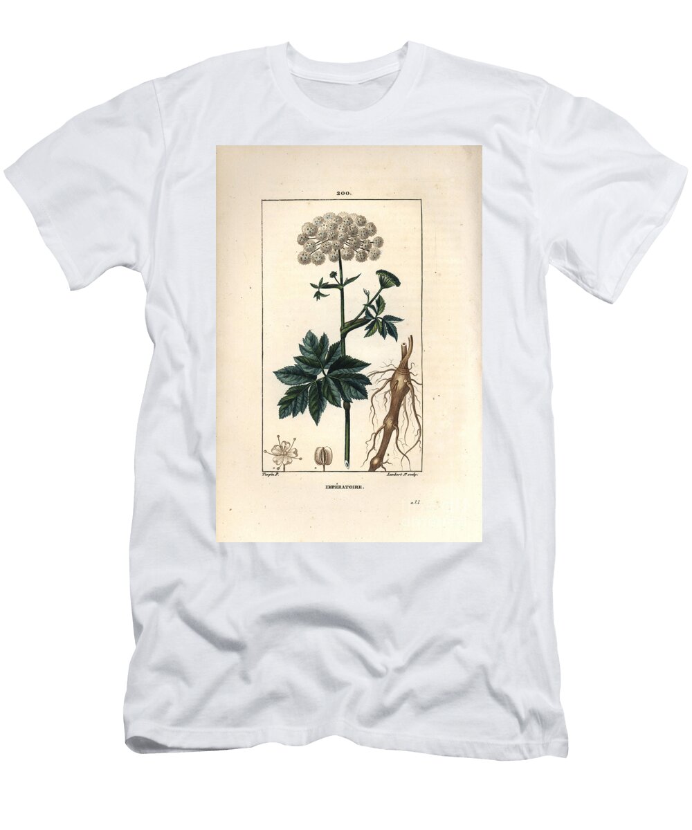 Benzoin or Imperatoire Masterwort Imperatoria Ostruthium with Flower Leaf and Root Pierre Jean Francois Turpin T-Shirt