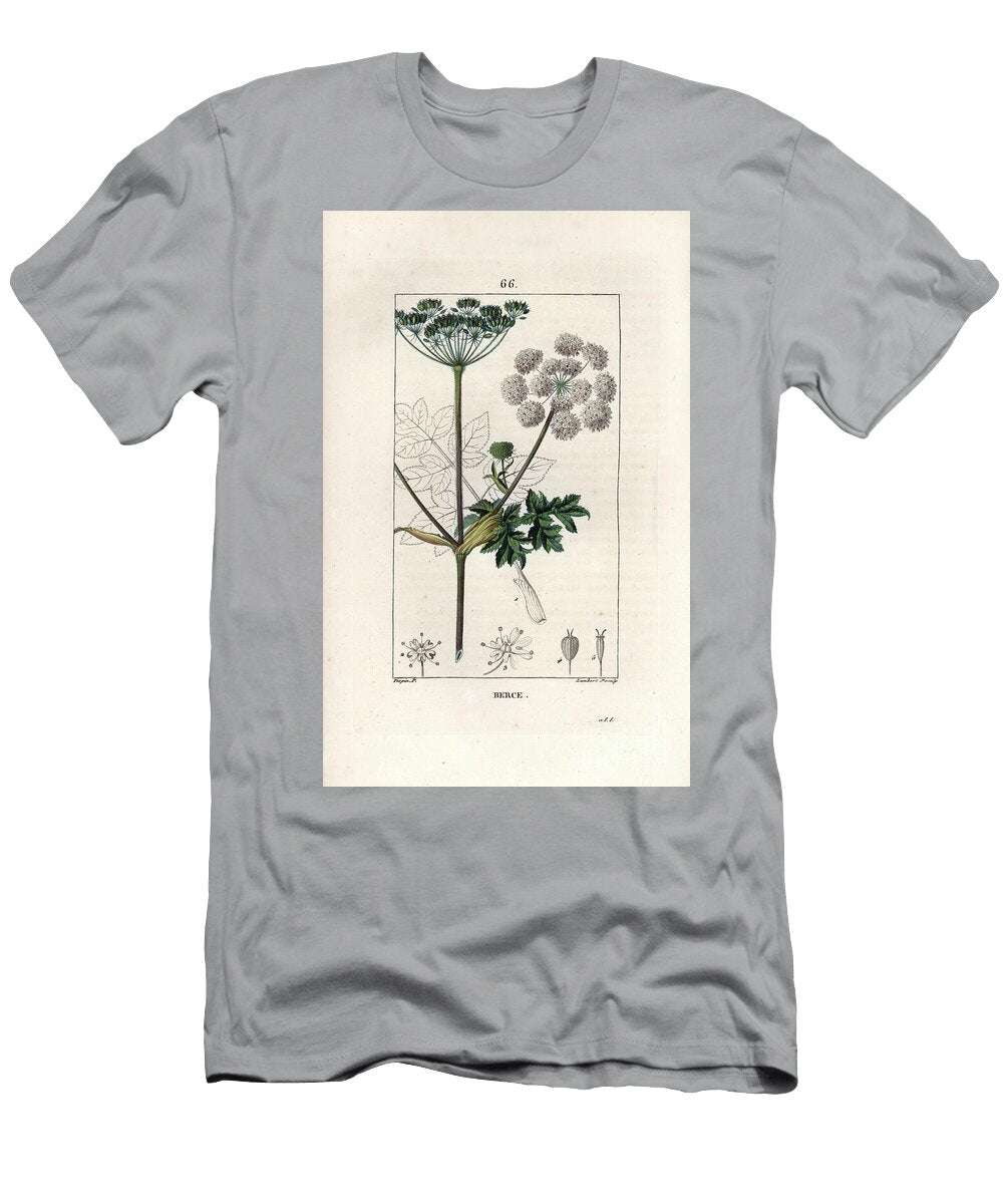 Berce Ou Charavie Common Hogweed or Cow Parsnip Heracleum Sphondylium European School T-Shirt
