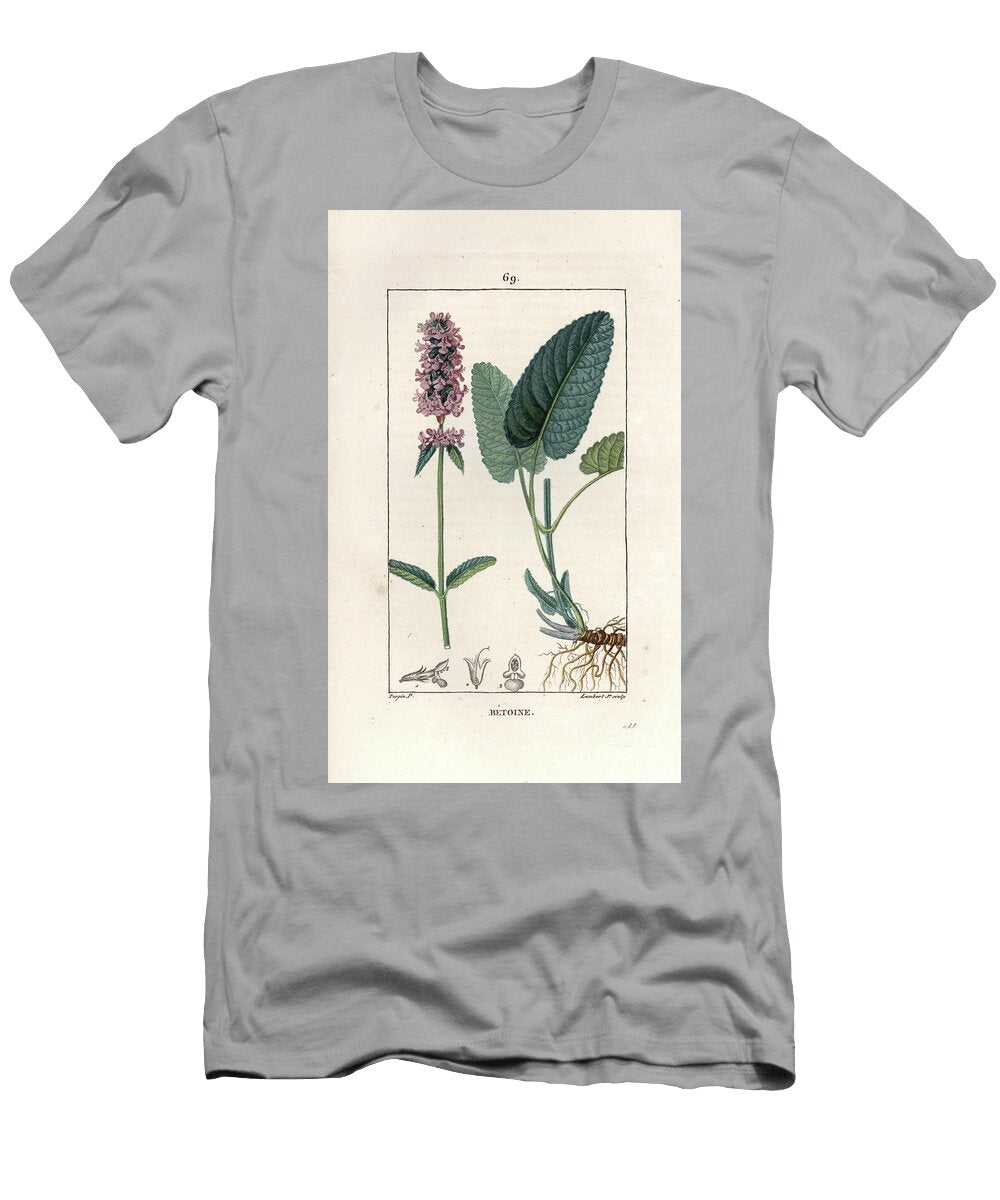 Betoine or Epiary Officinale Betony or Bishopwort Stachys Officinalis European School T-Shirt