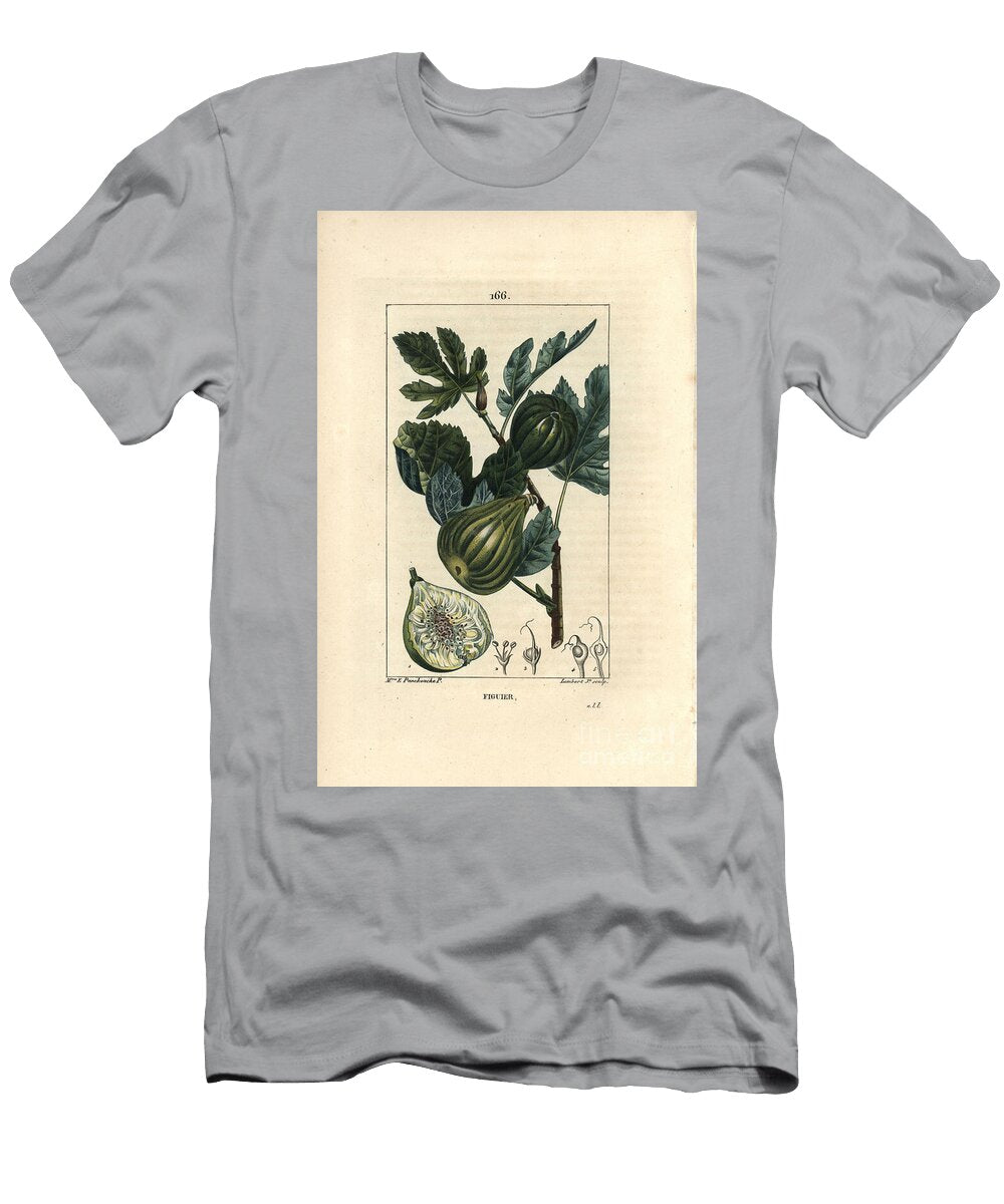Botanical Board Fig Tree Branch with Figs Fig Tree Ficus Carica Showing Branch with Ripe Fruit and Leaves and a Section Through Fruit Ernestine Panckoucke T-Shirt