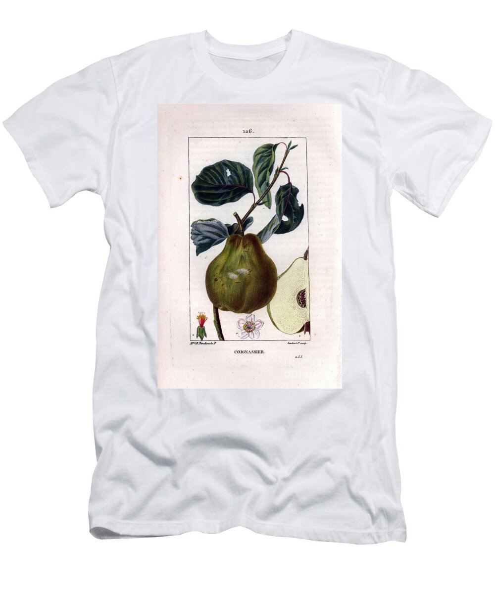 Botanical Board Quince Tree Pyrus Oblonga Showing Fruit Blossom Leaves Branch and Section of Fruit Ernestine Panckoucke T-Shirt