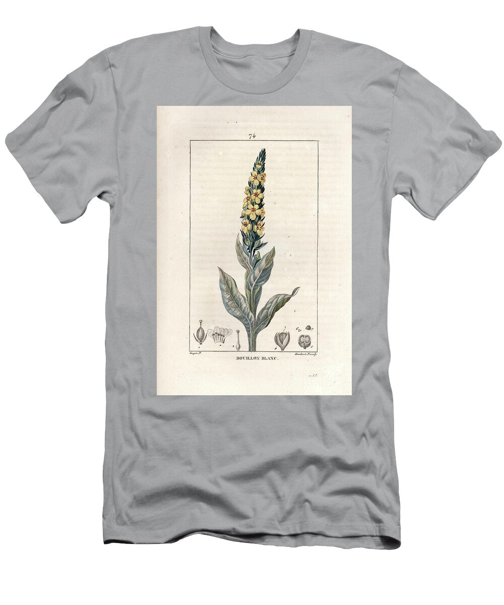 Bouillon Blanc Molene Bouillon Blanc or Molene Thapsus Mullein Verbasum Thapsus European School T-Shirt