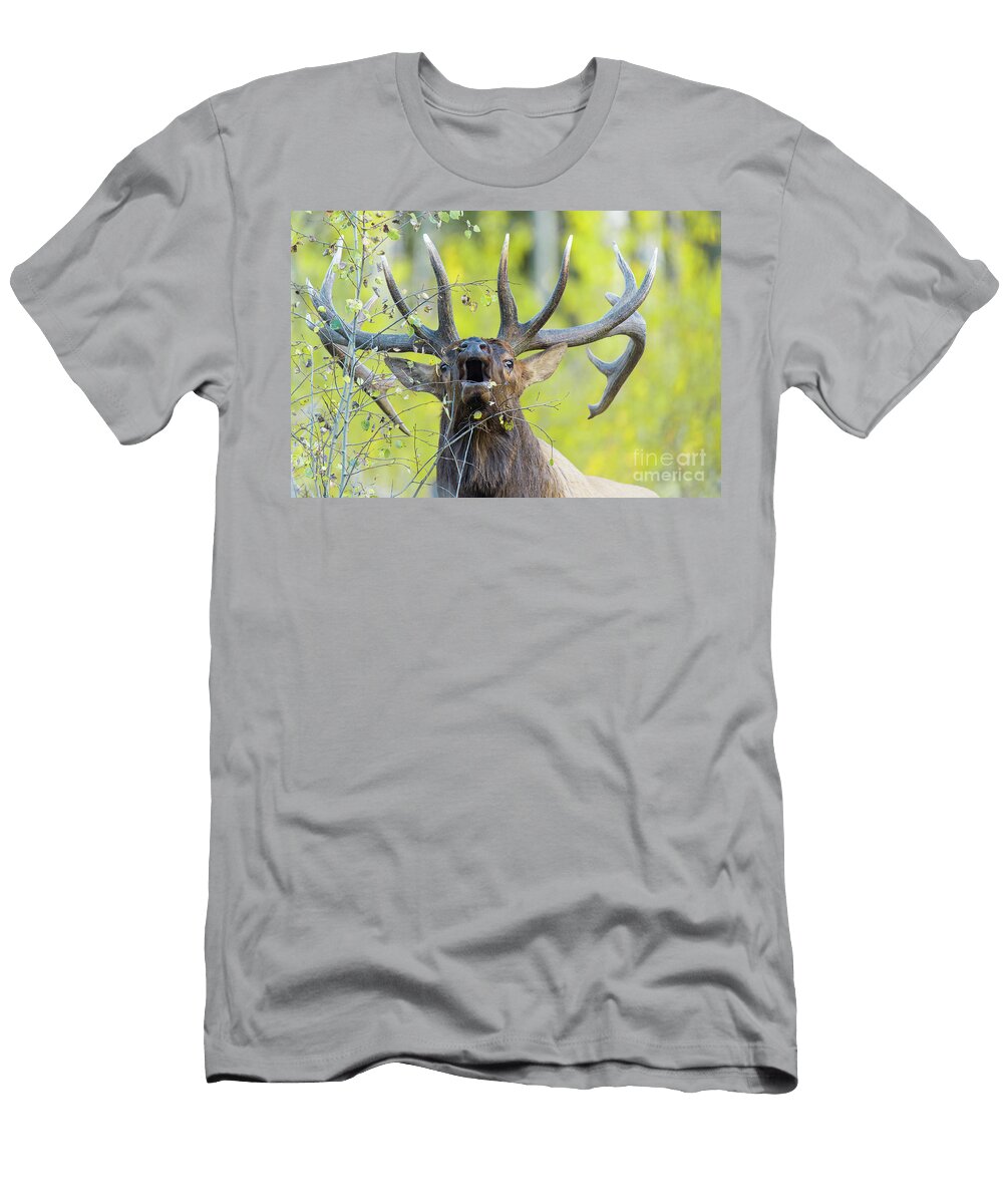 Bull Elk in Aspen Trees Bugling Tony Bynum T-Shirt