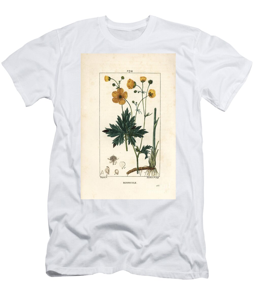 Buttercup Upright Crowfoot Ranunculus Acris with Flower Leaf Stalk and Root Pierre Jean Francois Turpin T-Shirt