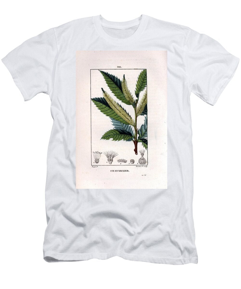 Chestnut Branch Sweet Chestnut Tree Castanea Sylvestris Pierre Jean Francois Turpin T-Shirt