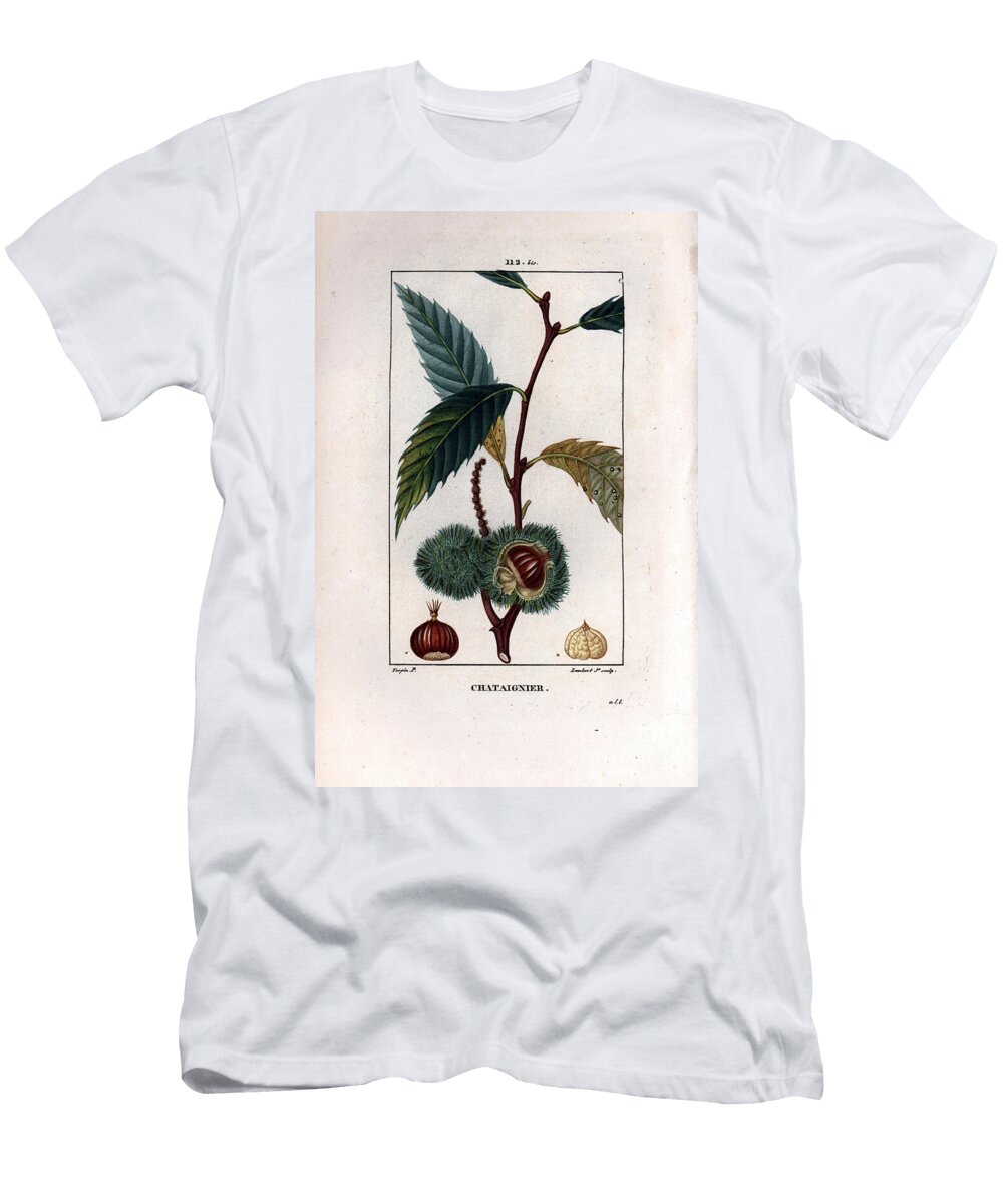 Chestnut Branch with Fruit Chestnut Sweet Chestnut Tree Castanea Sylvestris Pierre Jean Francois Turpin T-Shirt