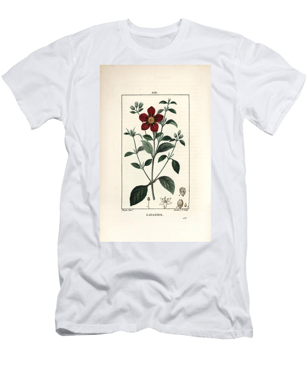 Cistus of Crete Gum Cistus Cistus Creticus Pierre Jean Francois Turpin T-Shirt