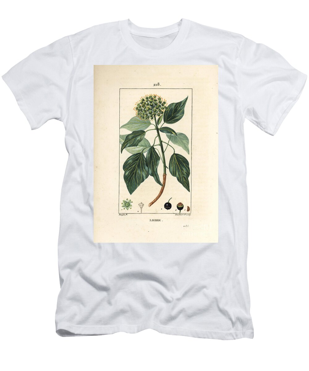 Climbing Ivy Common Ivy Hedera Helix Pierre Jean Francois Turpin T-Shirt