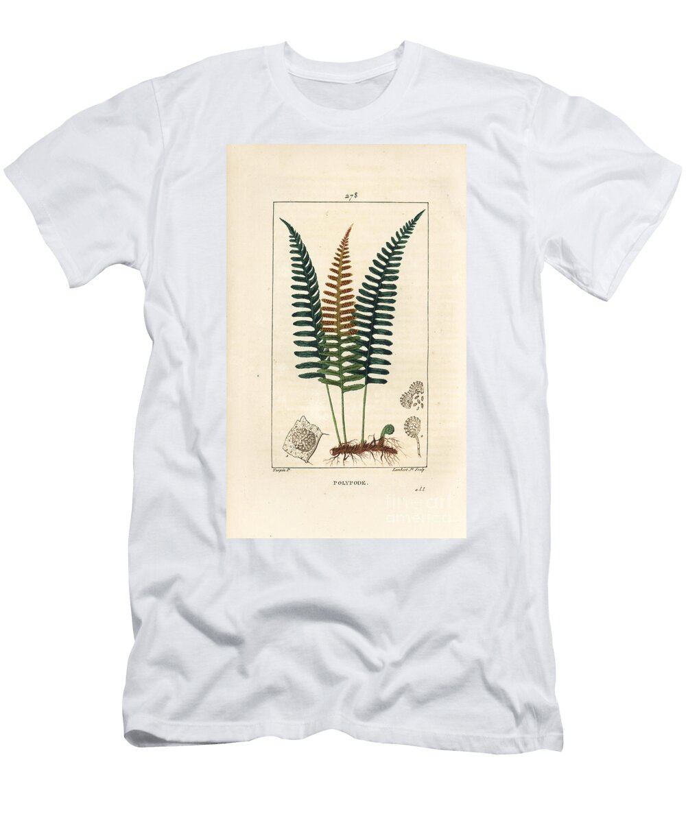 Common Polypod Polypody Fern Polypodium Vulgare with Leaf Seed and Root Pierre Jean Francois Turpin T-Shirt