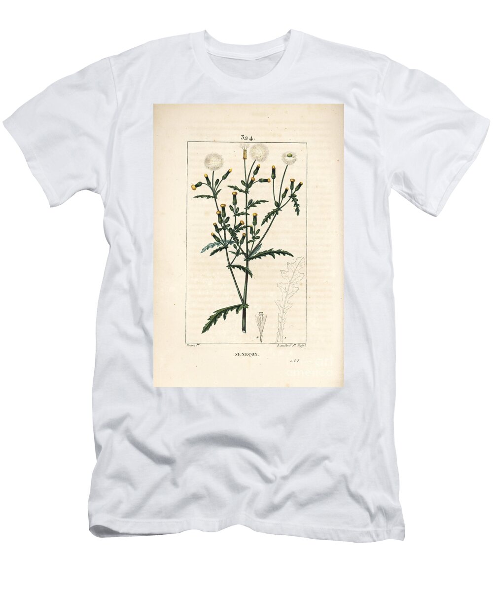 Common Senecon Common Groundsel Senecio Vulgaris with Flower Leaf Seed Stalk and Leaf Outline Pierre Jean Francois Turpin T-Shirt