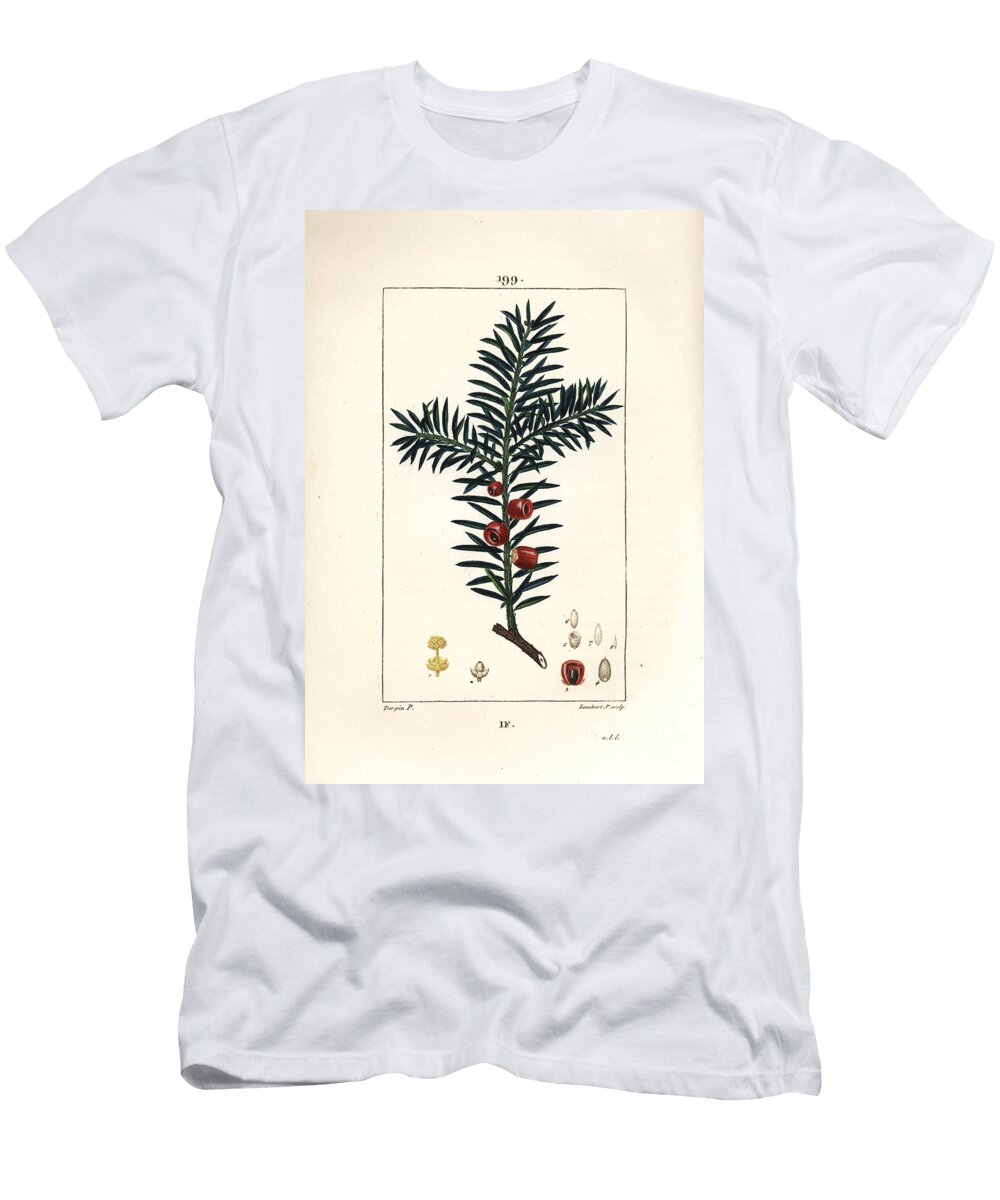 Common Yew or Yew a Berries Yew Tree Taxus Baccata Pierre Jean Francois Turpin T-Shirt