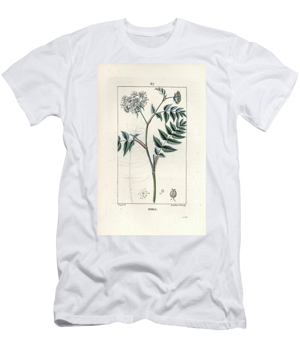 Cutleaf Water Parsnip Berula Erecta European School T-Shirt