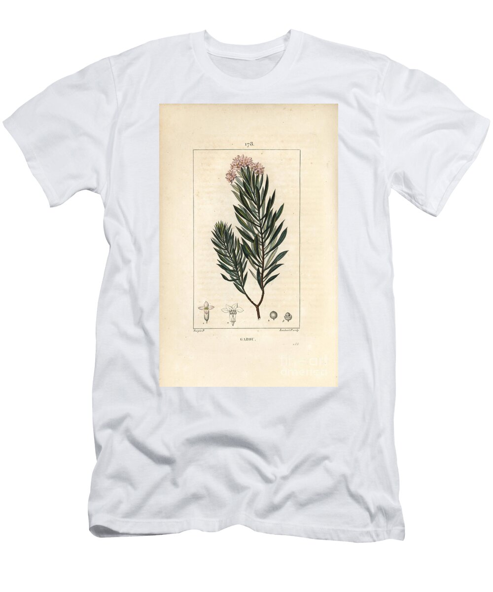Daphne Garou Thymele or Saint Bois Spurge Flax Daphne Gnidium Pierre Jean Francois Turpin T-Shirt
