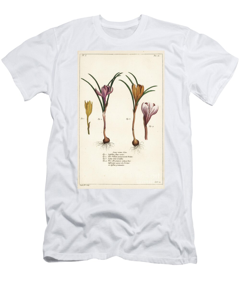 Different Species of Spring Crocus Crocus Vernus Linn the Younger Dupin T-Shirt