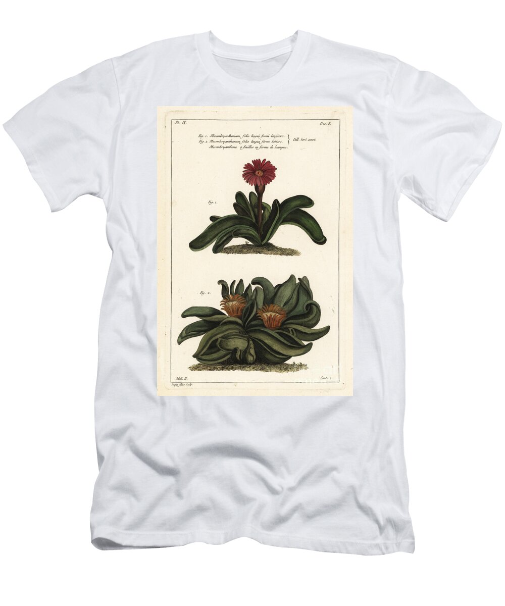 Elkhorn Plant Rhombophyllum Dolabriforme Hatchet Leaved Fig Marigold Mesembryanthemum Dolabriforme the Younger Dupin T-Shirt