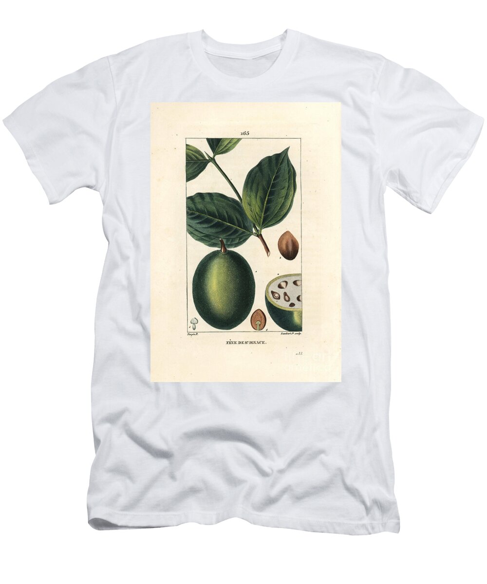 Feve De Saint Ignace Jesuss Bean Pierre Jean Francois Turpin T-Shirt