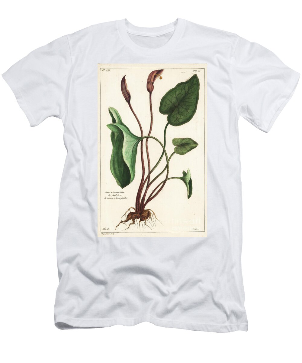 Friars Cowl or Larus Arisarum Vulgare the Younger Dupin T-Shirt