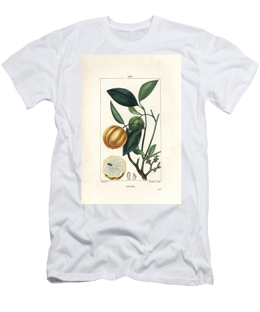 Garcinia Gummi Gutta or Malabar Tamarinier Gambooge Brindall Bay Gum Guttae Tree Cambogia Gutta with Fruit Leaf Flower and Fruit in Section Pierre Jean Francois Turpin T-Shirt