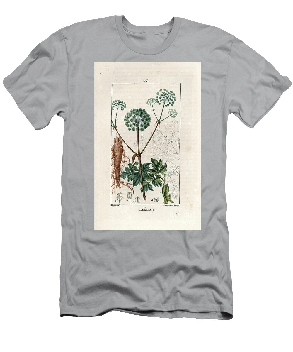 Garden Angelica or Wild Celery Angelica Archangelica Showing Flowers Leaves Root and Seed European School T-Shirt