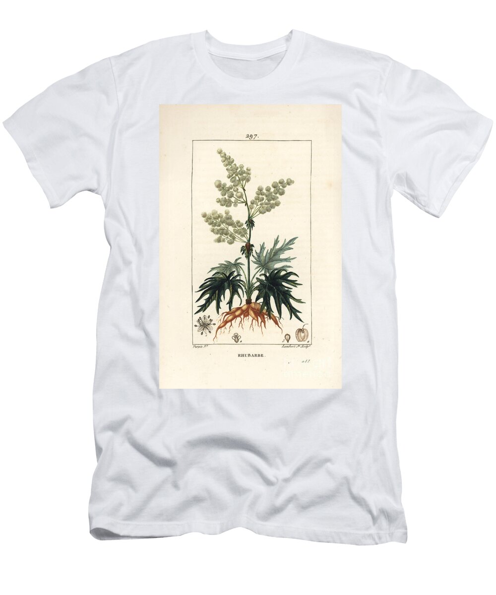 Garden Rhubarb Rhubarb Rheum Rhabarbarum Rheum Palmatum with Flower Stalk Leaf Seed and Root Pierre Jean Francois Turpin T-Shirt