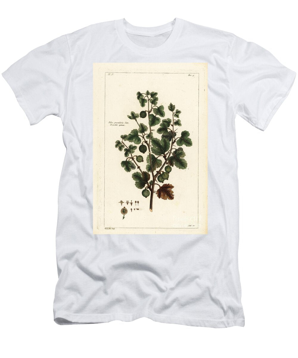 Gooseberry Ribes Grossularia the Younger Dupin T-Shirt