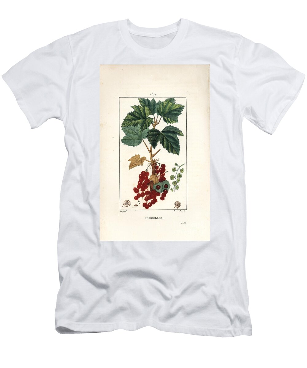 Gooseillier a Bunches Redcurrant Ribes Rubrum with Leaf Stalk Fruit and Flower Pierre Jean Francois Turpin T-Shirt