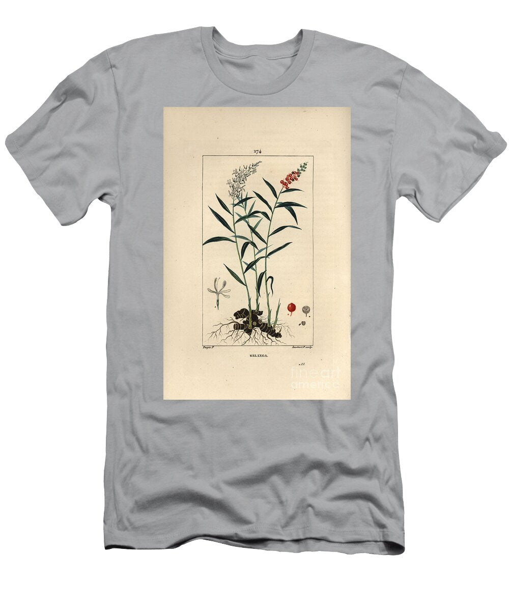 Grand Galanga or Galanga Greater or Thai Galangal Alpinia Galanga Showing Flowers Berries Leaves and Rhizome Root Pierre Jean Francois Turpin T-Shirt