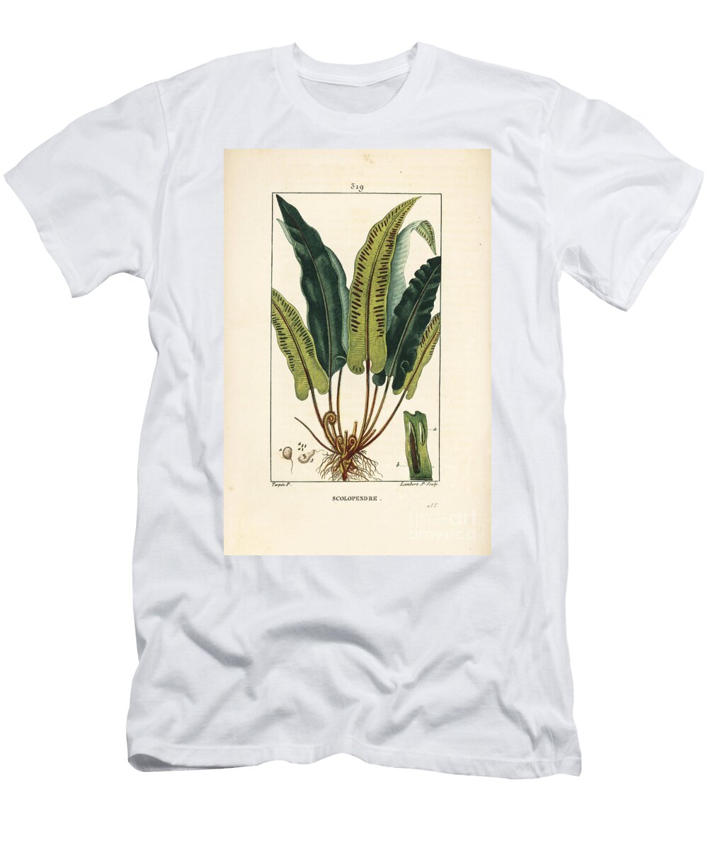 Hart S Tongue Fern Asplenium Scolopendrium with Leaf Seed and Root Pierre Jean Francois Turpin T-Shirt